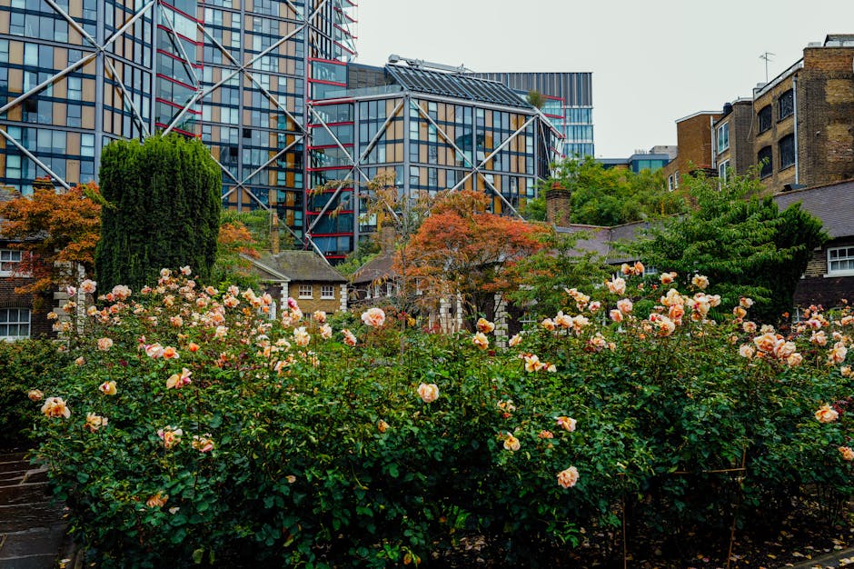 A lush garden bed filled with blooming pink and peach roses contrasts with a backdrop of modern high-rise buildings and older brick houses in an urban setting. The roses, with their soft petals and gr